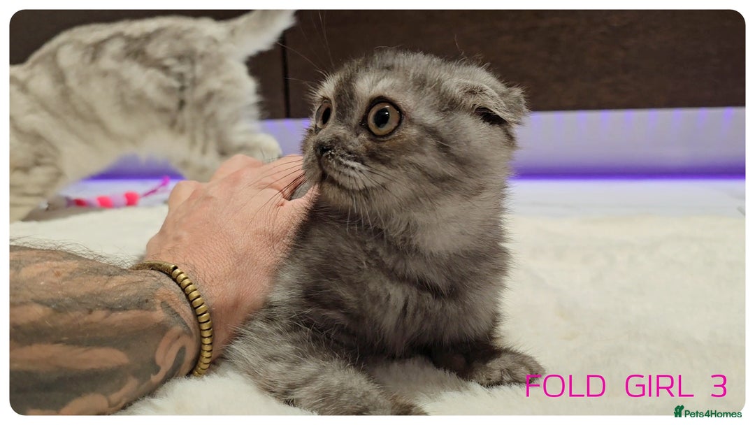 Scottish Fold cats for sale: Scottish Fold Kittens  - Advert 4