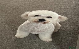 Bichon Frise dogs for sale: Adorable Bichon Frisée Puppies for sale  - Image 13