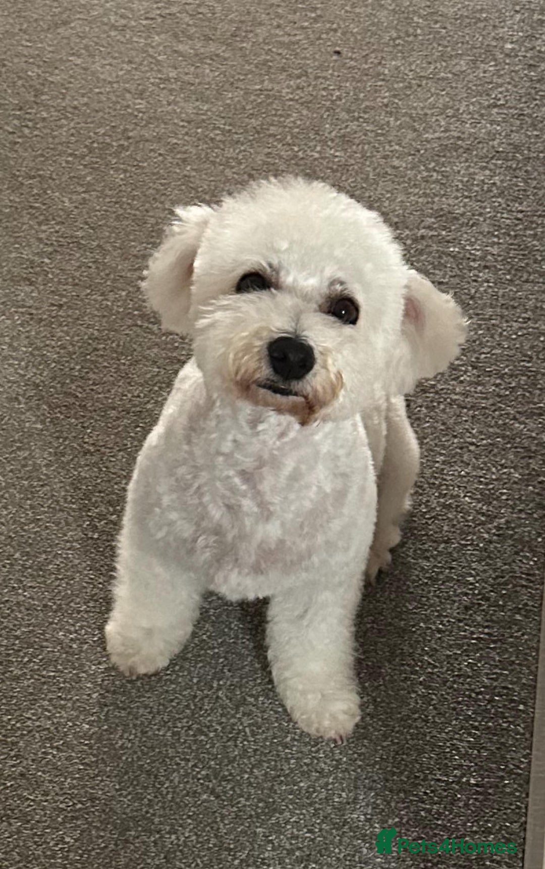 Bichon Frise dogs for sale: Adorable Bichon Frisée Puppies for sale  - Image 13