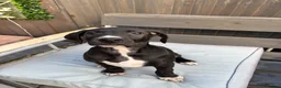 Mixed Breed dogs for sale: 🐾 Rhodesian Ridgeback x Bull Lurcher Puppies 🐾 - Advert 19