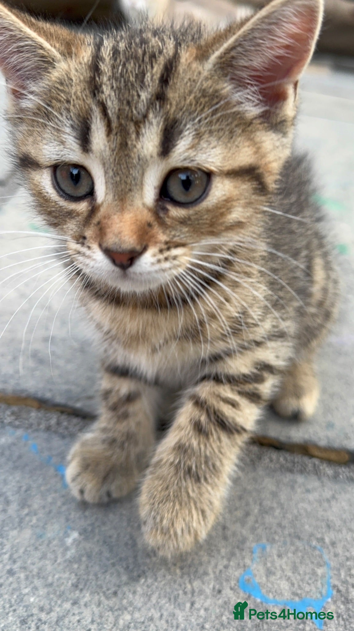 British Shorthair cats British shorthair kittens  - Advert 1