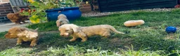 Miniature Dachshund dogs for sale: Beautiful Cream Long Haired Miniature Dachshunds - Advert 4