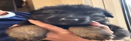 German Shepherd dogs for sale: German shepherd pups  in Redditch - Advert 3