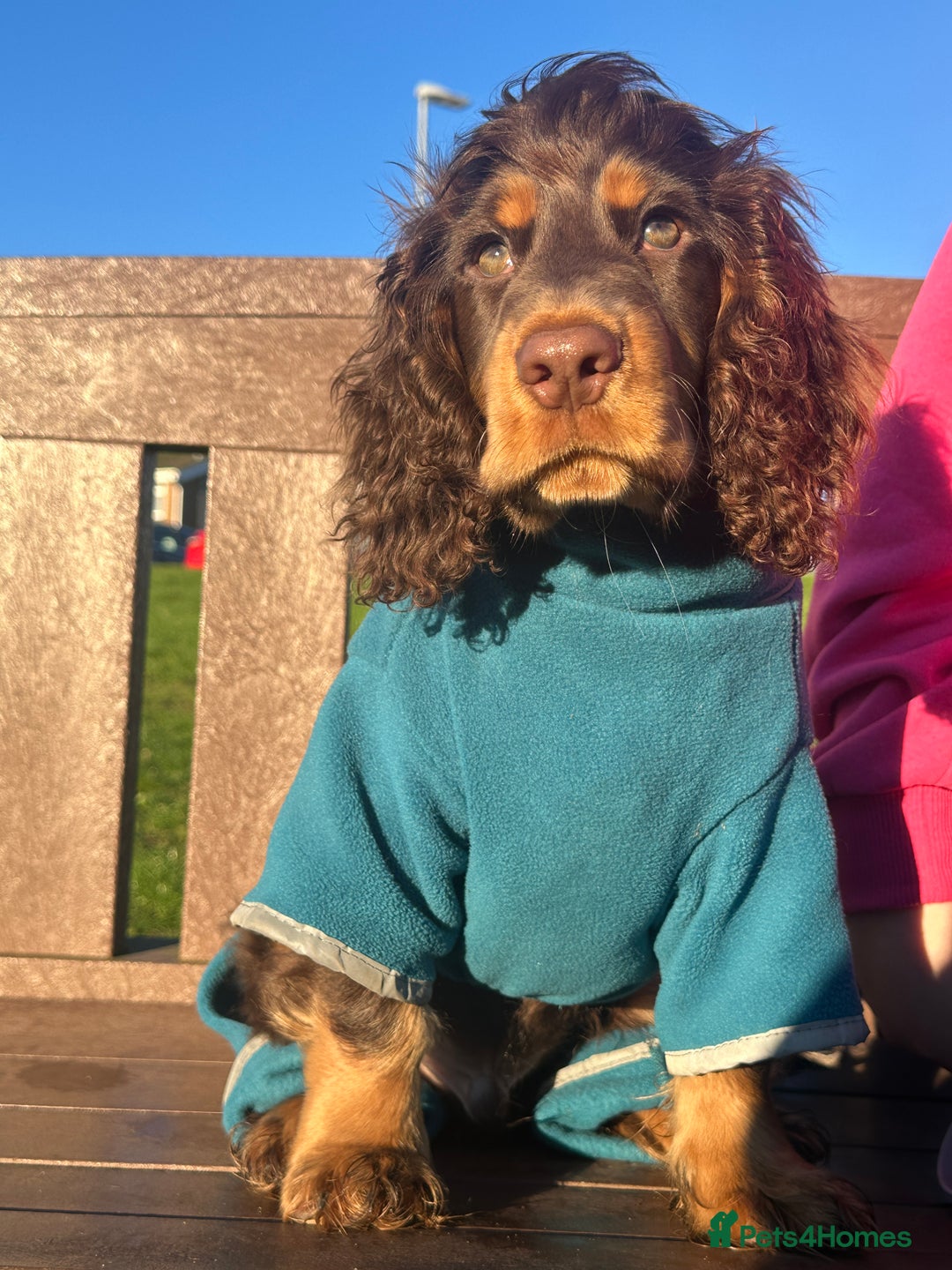 Cocker Spaniel dogs for sale: Beautiful cocker spaniel boy - Show x Working Type - Advert 4