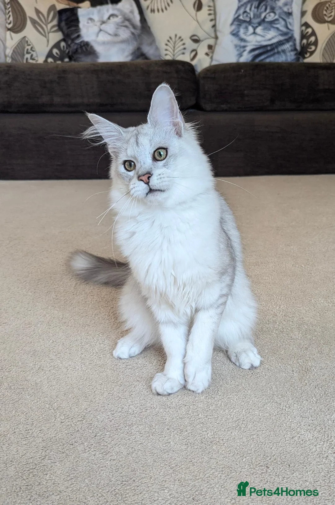 Maine Coon cats for sale: Tica Registered Shaded Kitten - Advert 2