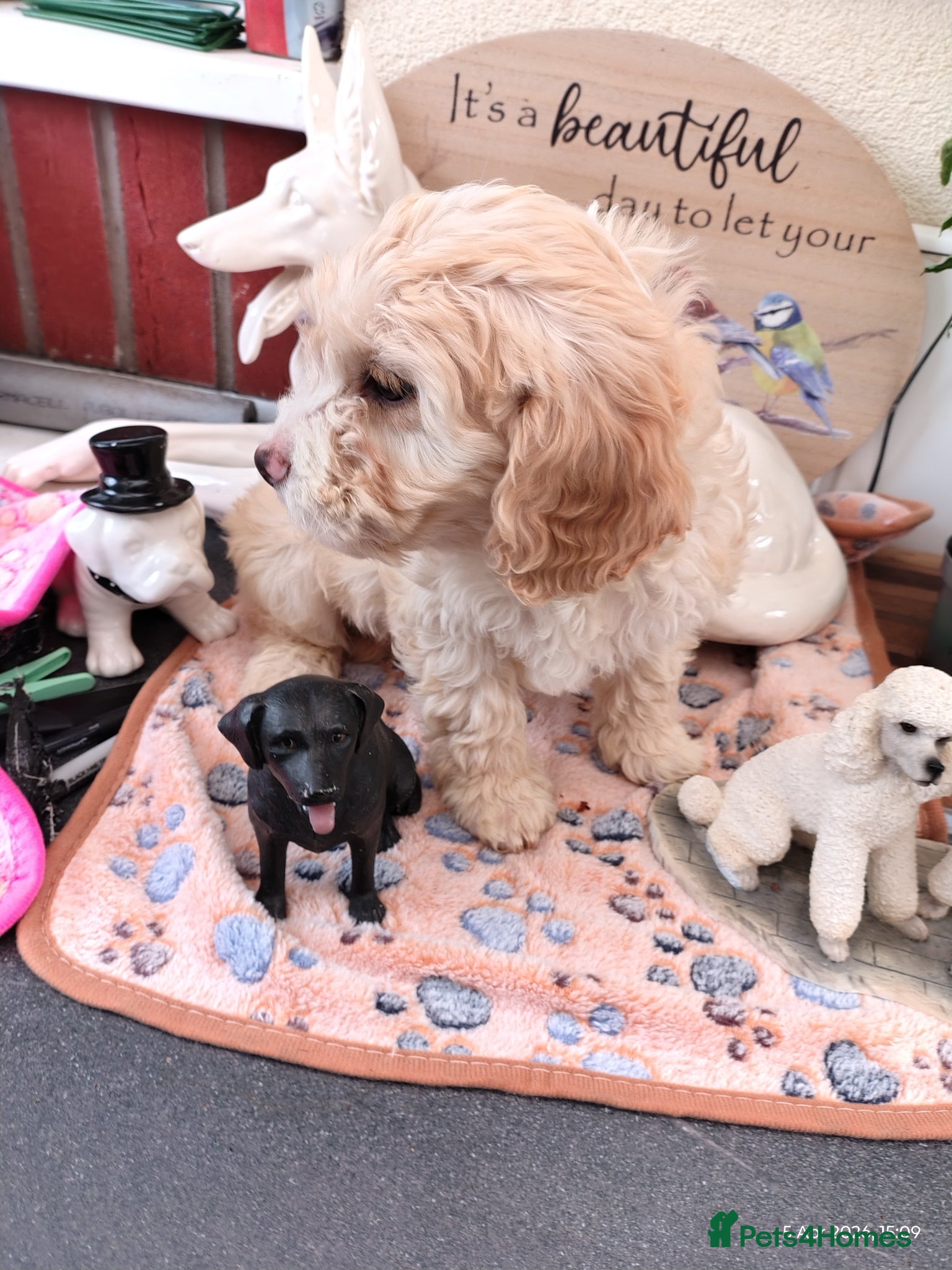 Cockapoo dogs Cockapoos genuine first cross - Advert 1