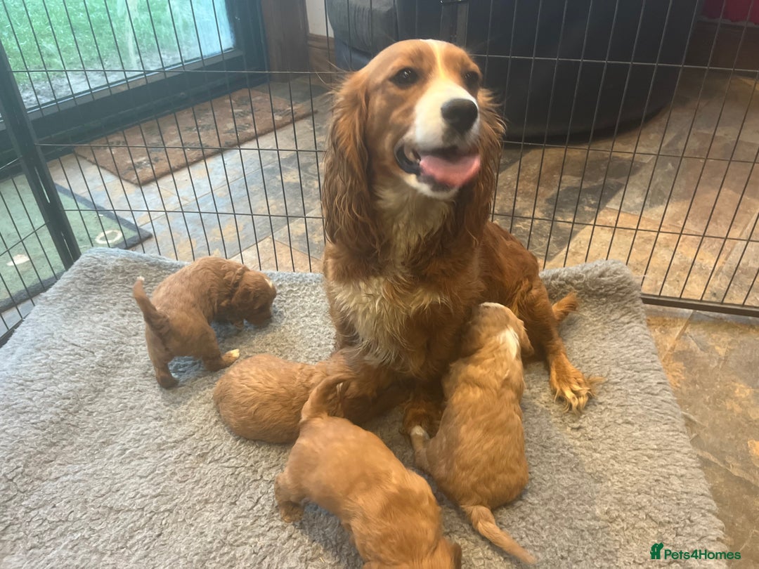 Cavapoo dogs for sale: Beautiful cavapoo puppies  - Advert 1