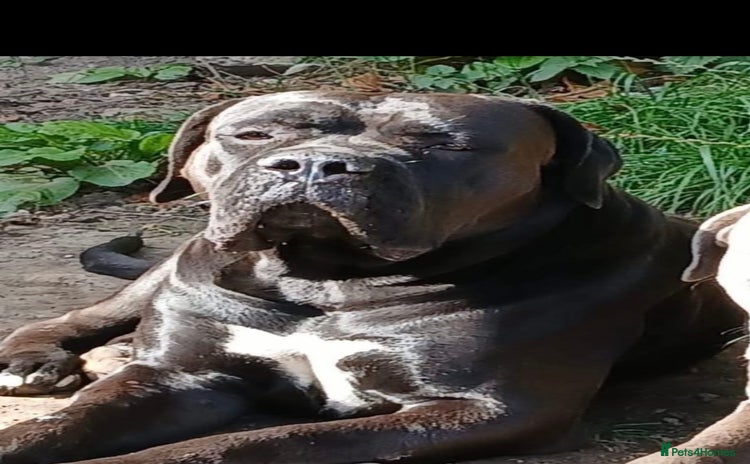Cane Corso dogs - Advert 16