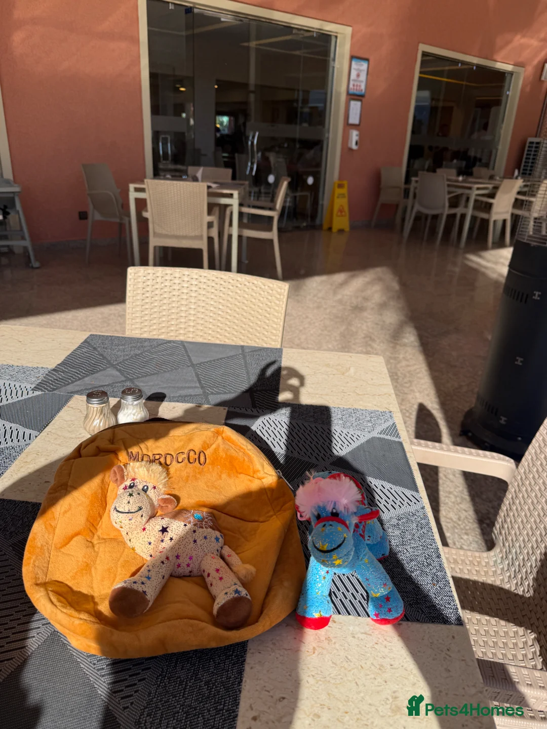 British Shorthair cats for sale: Beautiful Girl for rehoming  - Advert 2