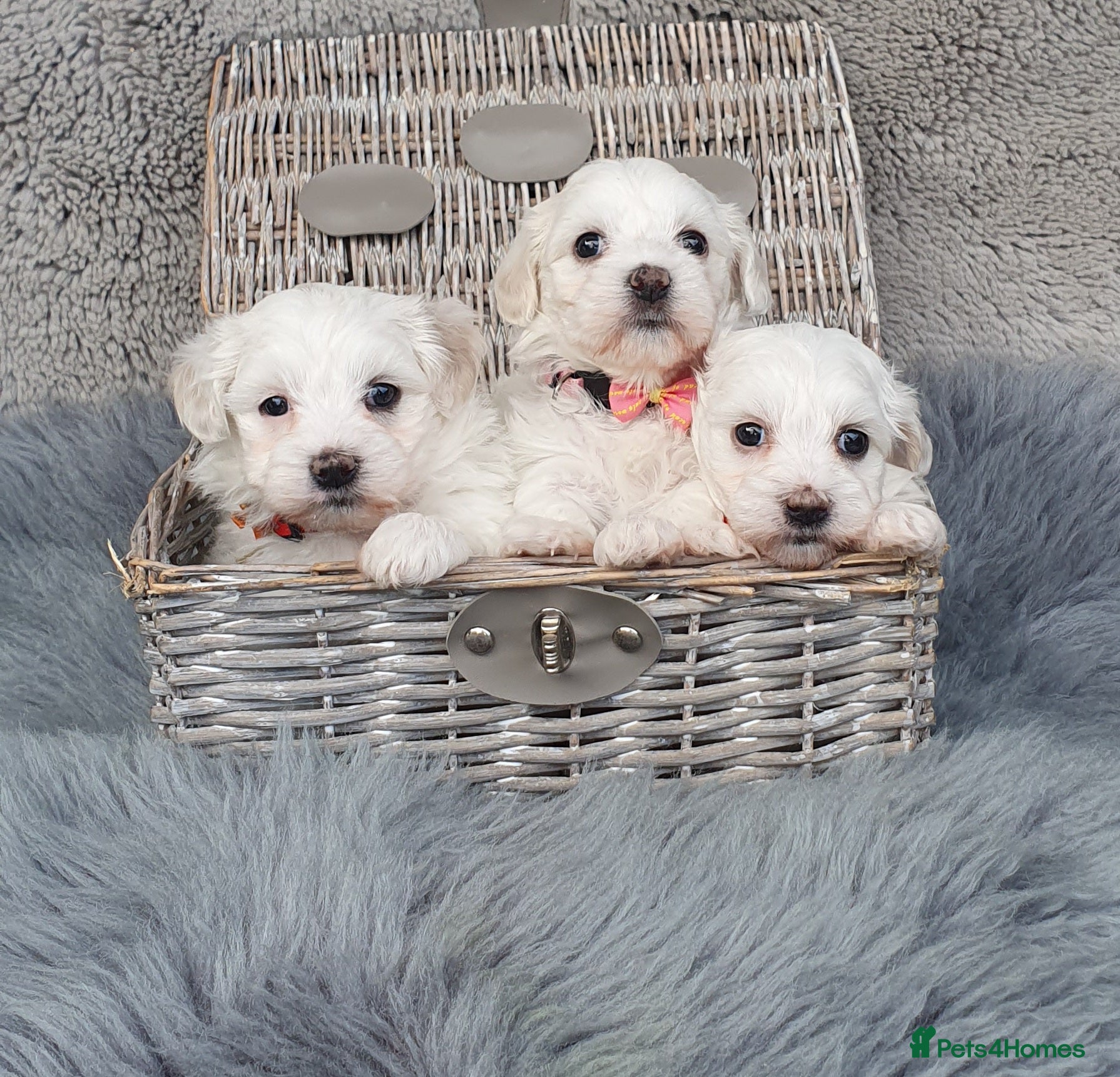 Maltese dogs 🌟 KC Registered Maltese Puppies 3 Beautiful Girls - Advert 3