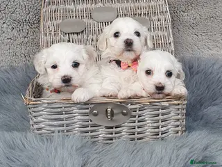 Maltese dogs 🌟 KC Registered Maltese Puppies 3 Beautiful Girls - Advert 3
