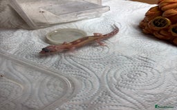 Gecko reptiles for sale: Baby leopard gecko hatchling  - Image 3