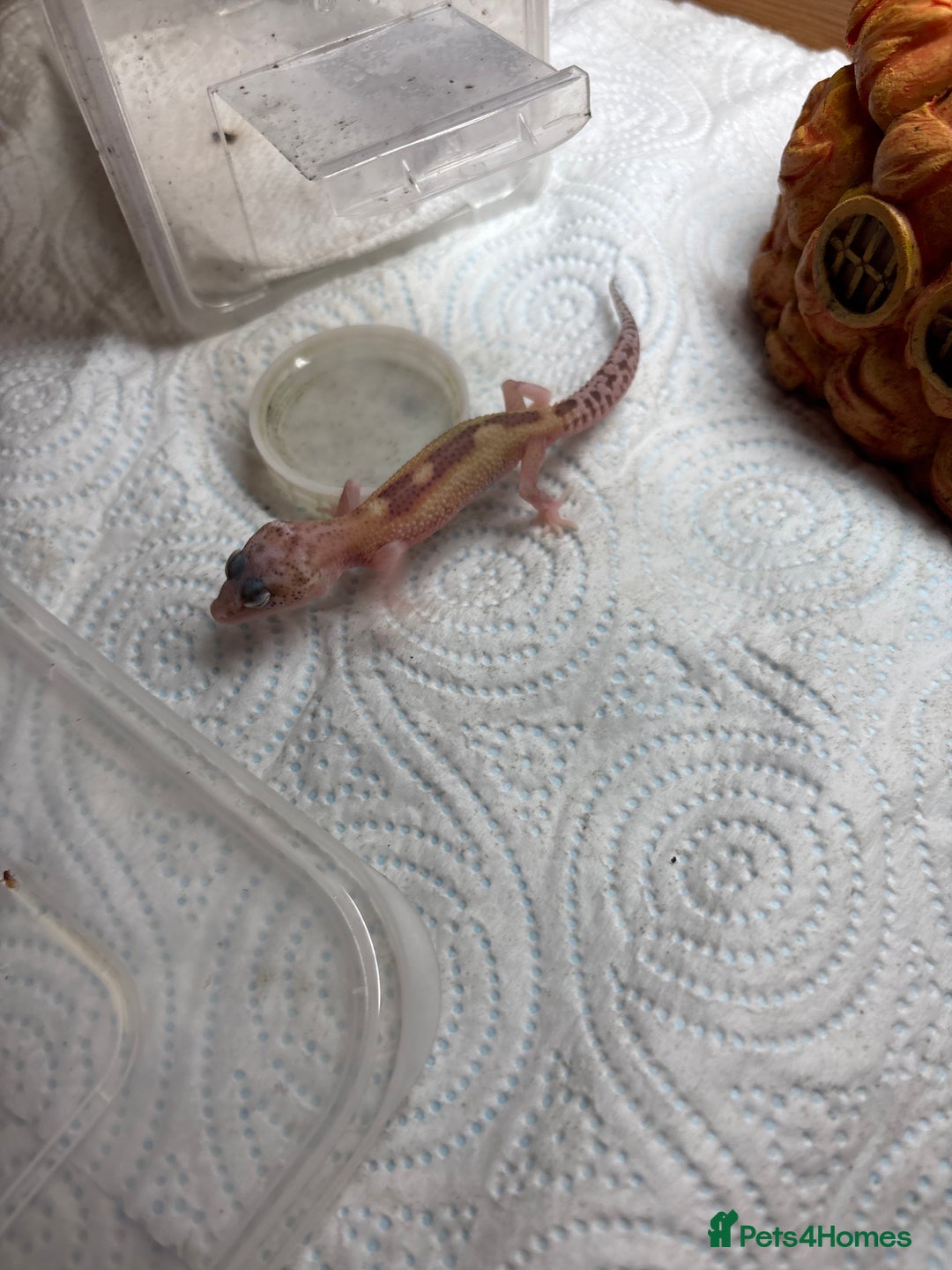 Gecko reptiles for sale: Baby leopard gecko hatchling  - Image 3