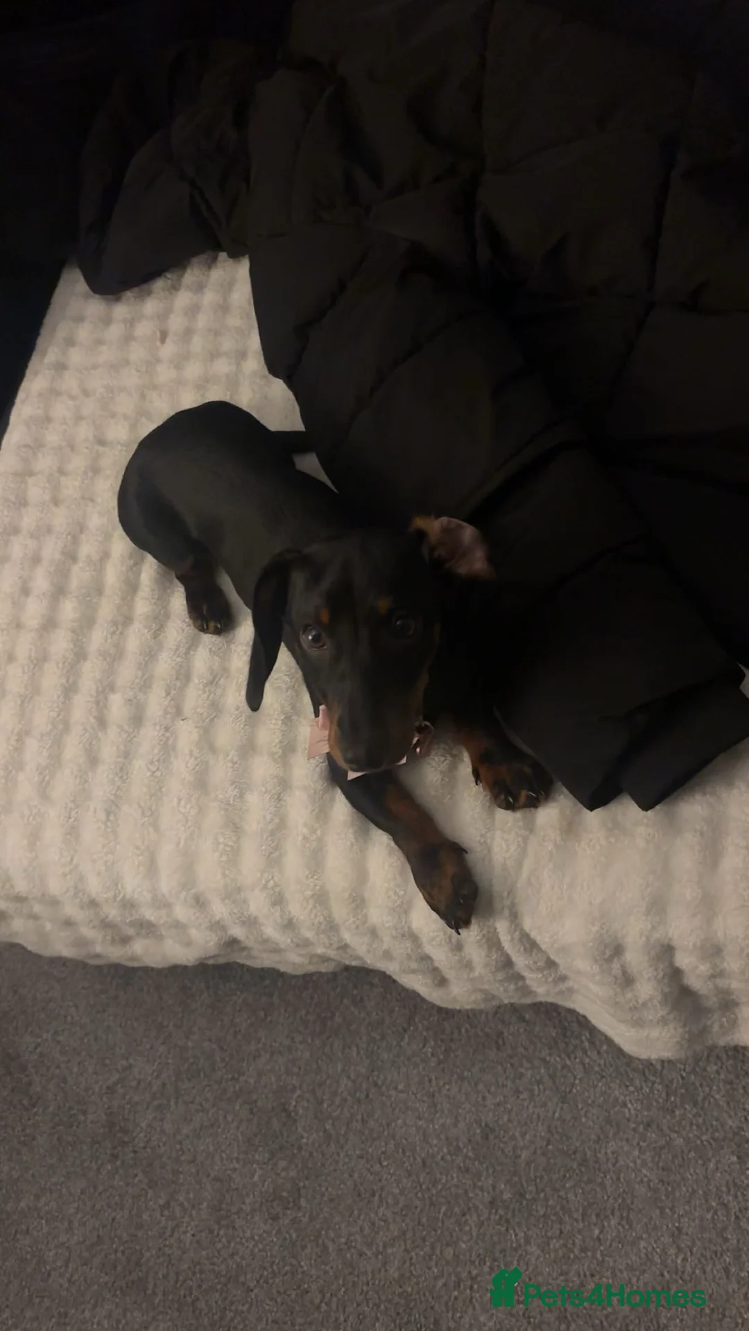 Miniature Dachshund dogs for sale: Miniature dachshund  - Advert 3