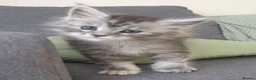 Maine Coon cats for sale: Tica registered Maine Coons  - Advert 32