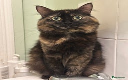 Ragdoll cats for sale: Retired Queen - Image 3