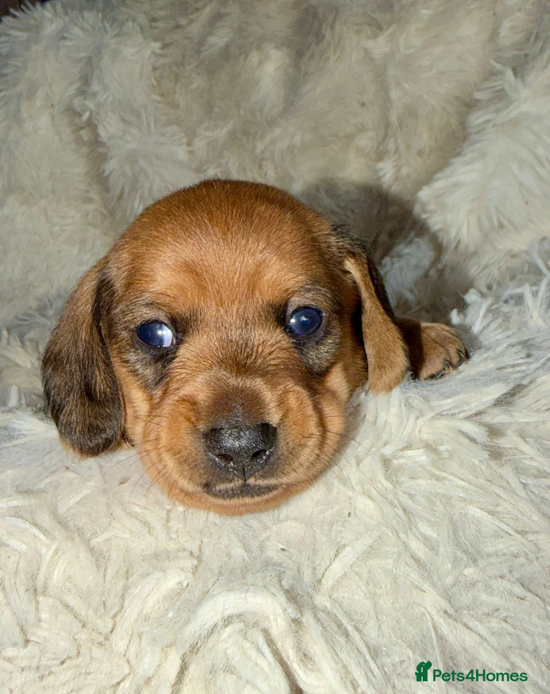 Miniature Dachshund dogs for sale: Your new best friend awaits🥰 5 gorgeous boys🩵 - Advert 2