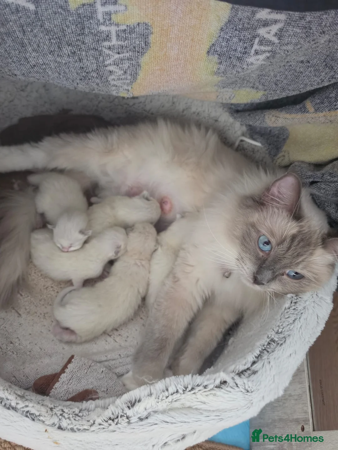 Ragdoll cats for sale: Beautiful Ragdoll Kittens for Loving Home - Advert 2