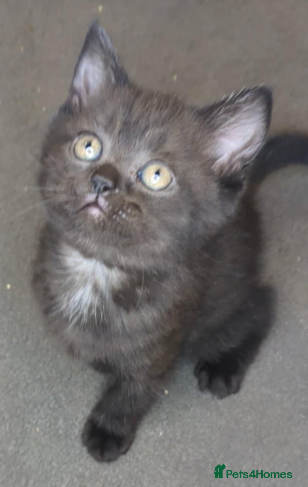 British Shorthair cats for sale:  Ready now. British shorthair kittens  - Image 12