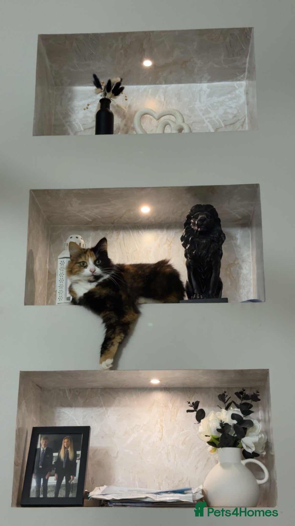 Mixed Breed cats Beautiful Kittens - Advert 1