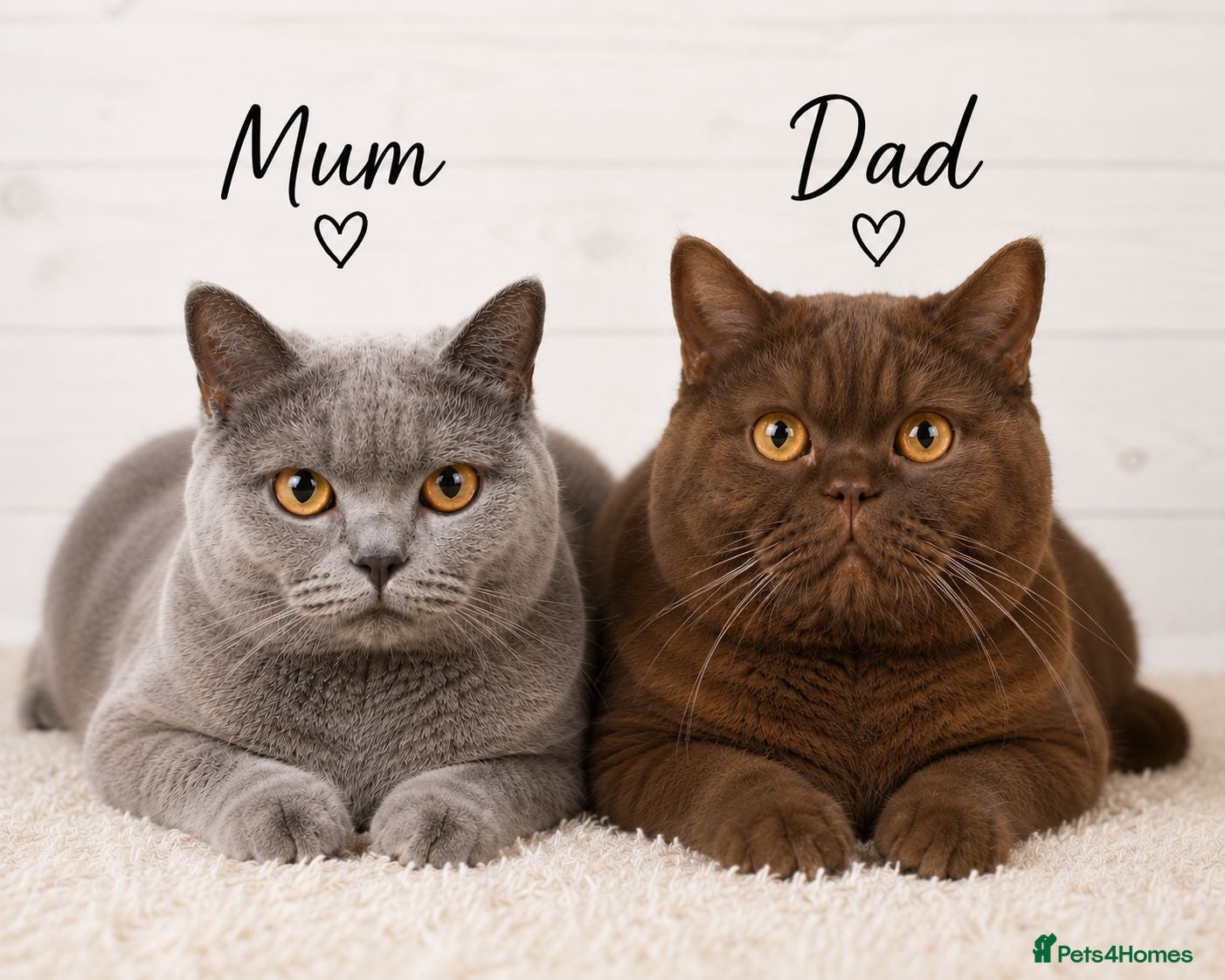 British Shorthair cats Beautiful British Shorthair Kittens for LovingHome - Advert 2