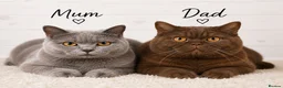 British Shorthair cats for sale: Beautiful British Shorthair Kittens for LovingHome - Advert 2