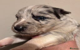Border Collie dogs for sale: Border Collie Pups  - Image 4