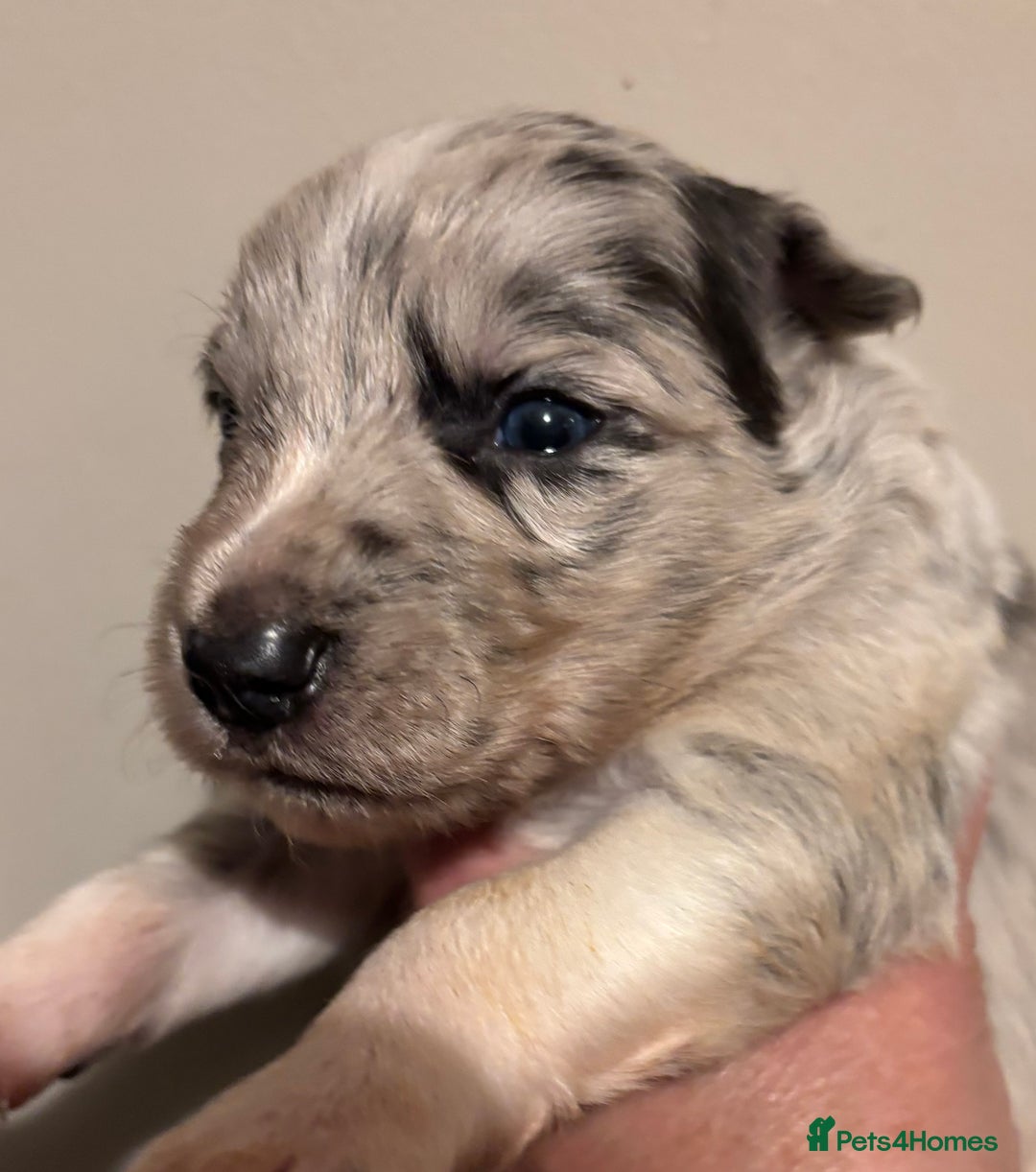 Border Collie dogs for sale: Border Collie Pups  - Image 4