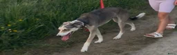 Lurcher dogs for sale: Lurcher for sale 15months old  in Cambridge - Advert 3