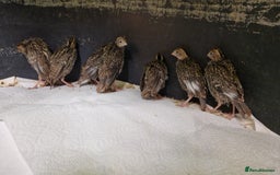 Chickens poultry for sale: 3 Week Old California Quail Chicks  in Knebworth - Image 2