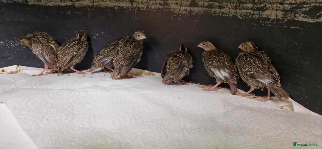 Chickens poultry for sale: 3 Week Old California Quail Chicks  in Knebworth - Image 2