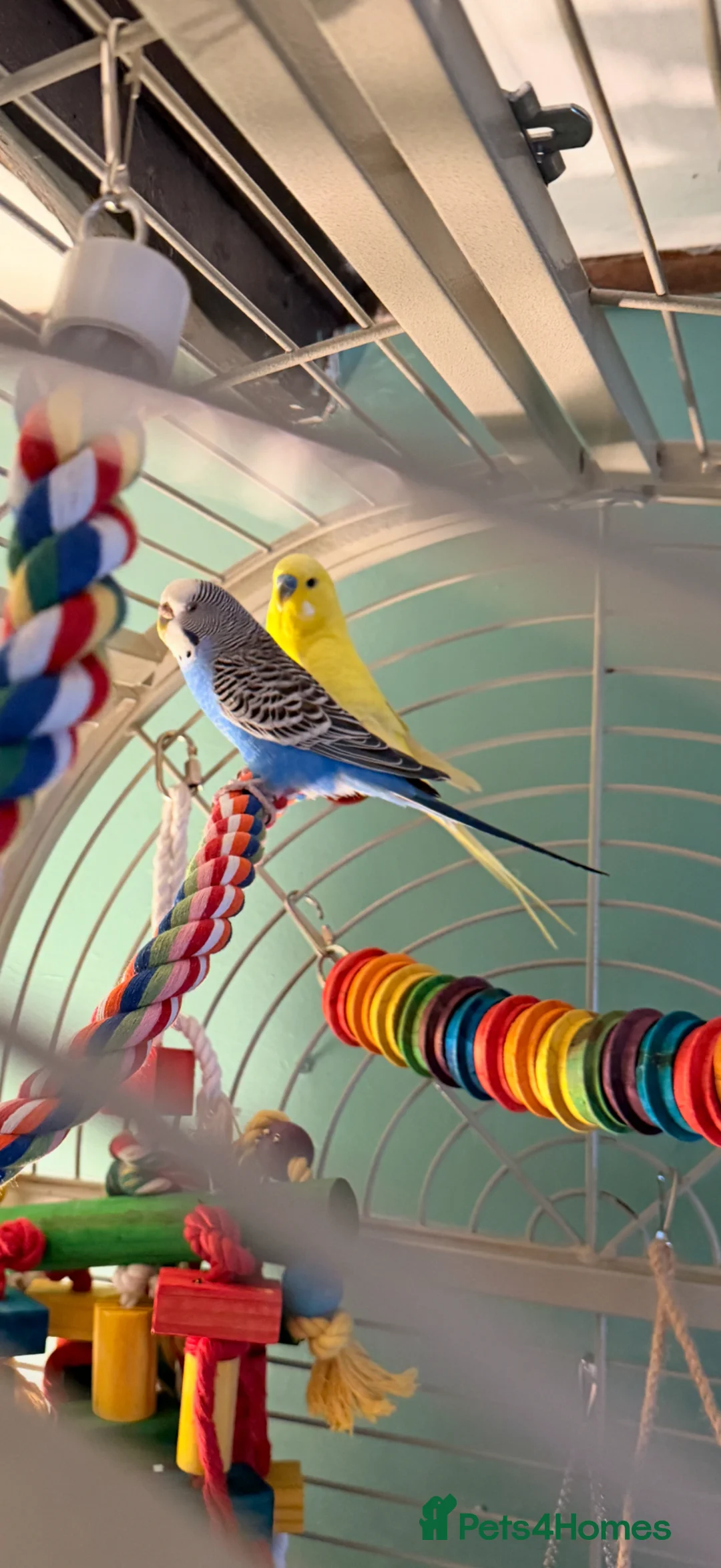 Budgerigars birds for sale: Pair of budgies  - Advert 2