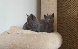 British Shorthair cats for sale: British shorthair blue/lilac kittens  - Image 13