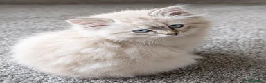 Siberian 1