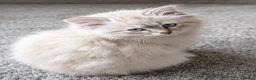 Siberian cats for sale: Beautiful Full Siberian Kittens – Hypoallergenic - Advert 10