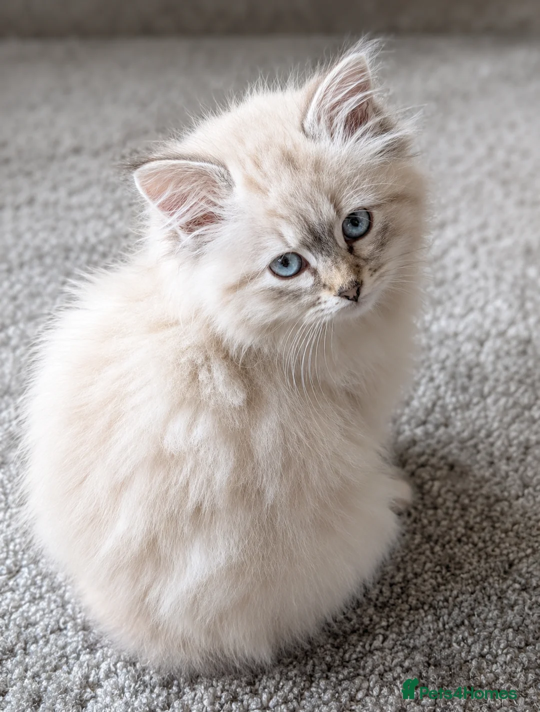 Siberian cats for sale: Beautiful Full Siberian Kittens – Hypoallergenic - Advert 10