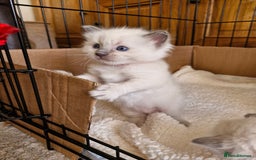 Ragdoll cats for sale: Ragdoll Kittens Available  - Image 8