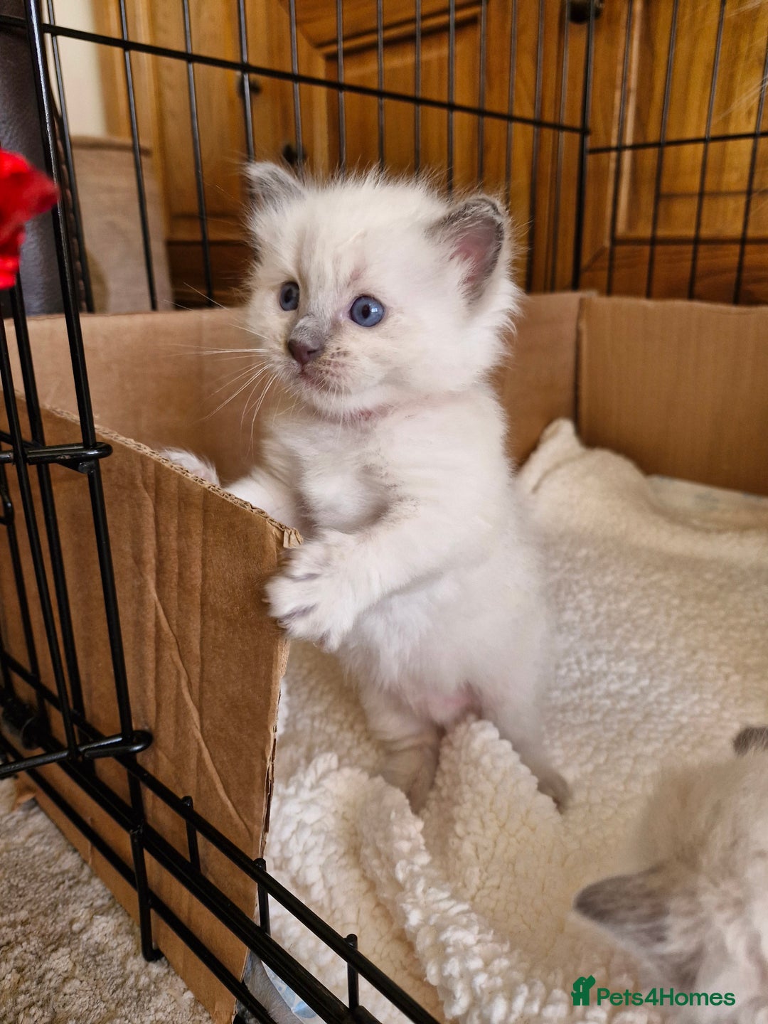 Ragdoll cats for sale: Ragdoll Kittens Available  - Image 8