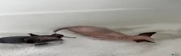 Sphynx cats for sale: *REDUCED* Canadian Sphynx kittens  - Advert 9