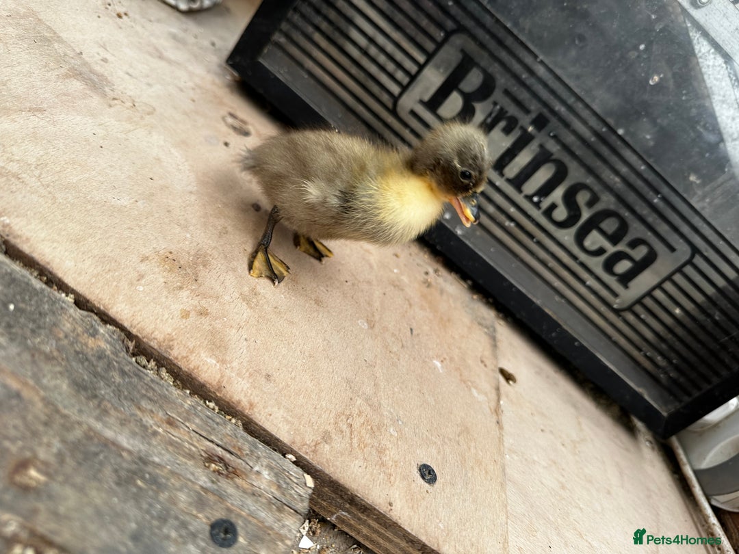 Chickens poultry for sale: PURE BRED CHICKS & DUCKLINGS  - Image 3
