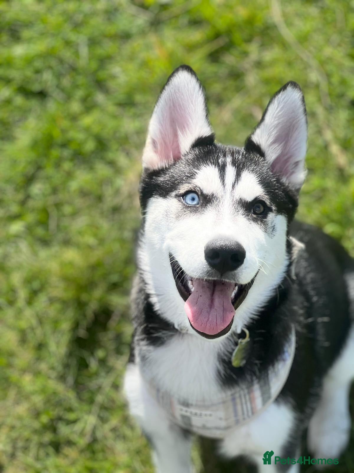 Siberian Husky dogs Laika - Advert 6
