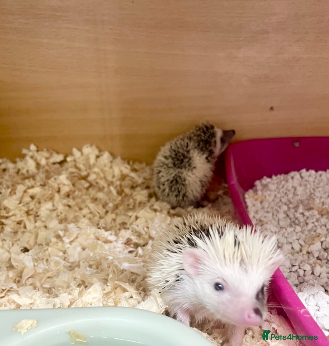 Pygmy Hedgehog rodents for sale: Adorable, Friendly African Pygmy Hedgehog Babies  - Image 7