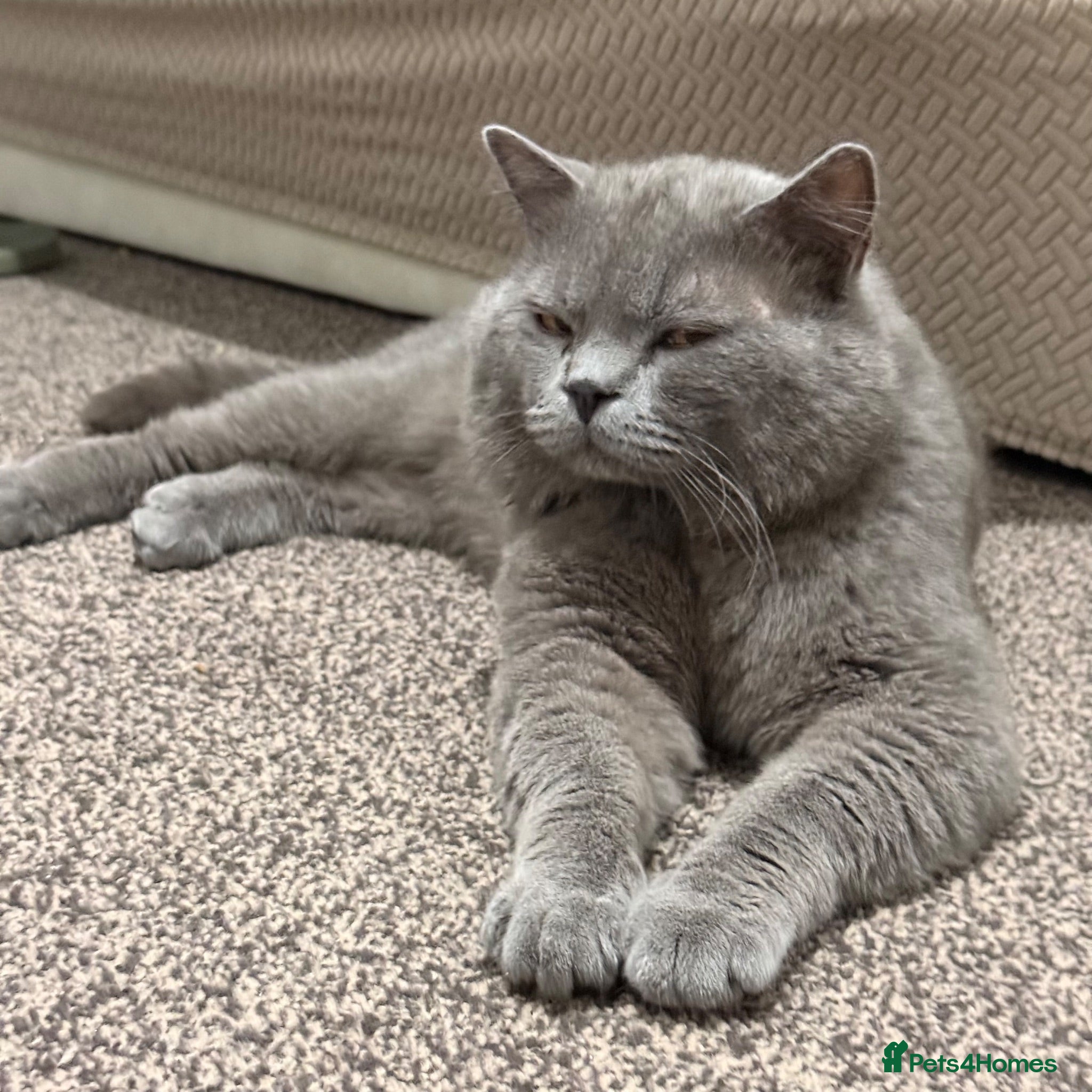 British Shorthair cats British Shorthair Male  - Advert 2