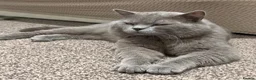 British Shorthair cats for sale: British Shorthair Male  in Rotherham - Advert 1