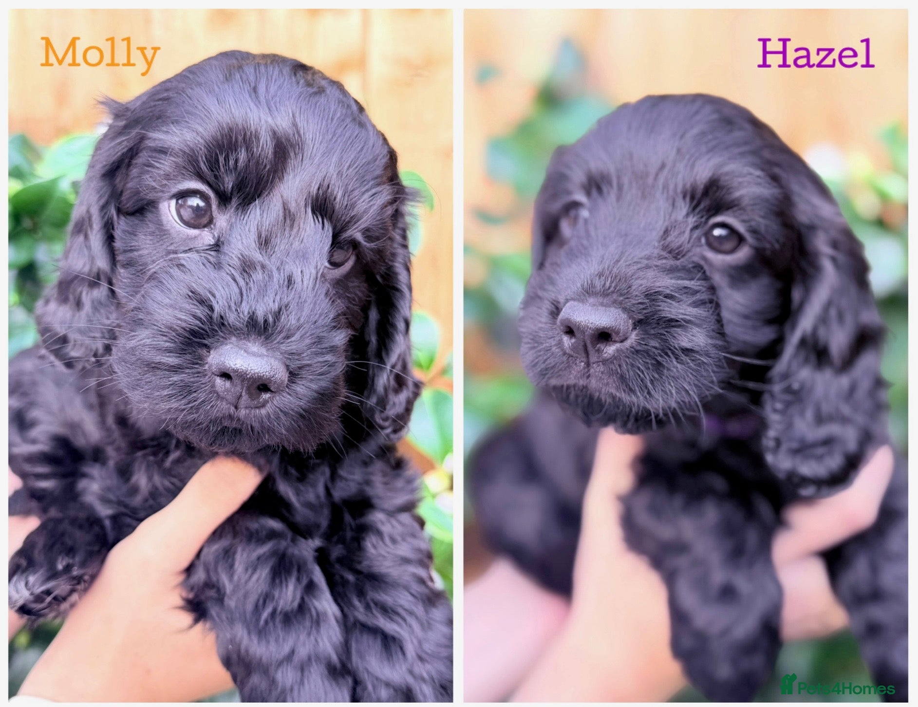 Cockapoo dogs F1B Cockapoo Puppies From a Family Home🏡  - Advert 13