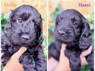 Cockapoo dogs F1B Cockapoo Puppies From a Family Home🏡 - Advert 13