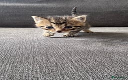 Bengal cats for sale: Kittens for sale  - Image 1