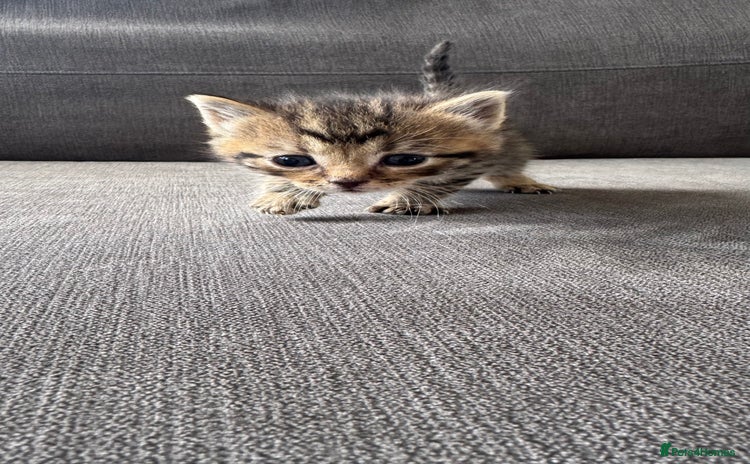 Bengal cats - Advert 18