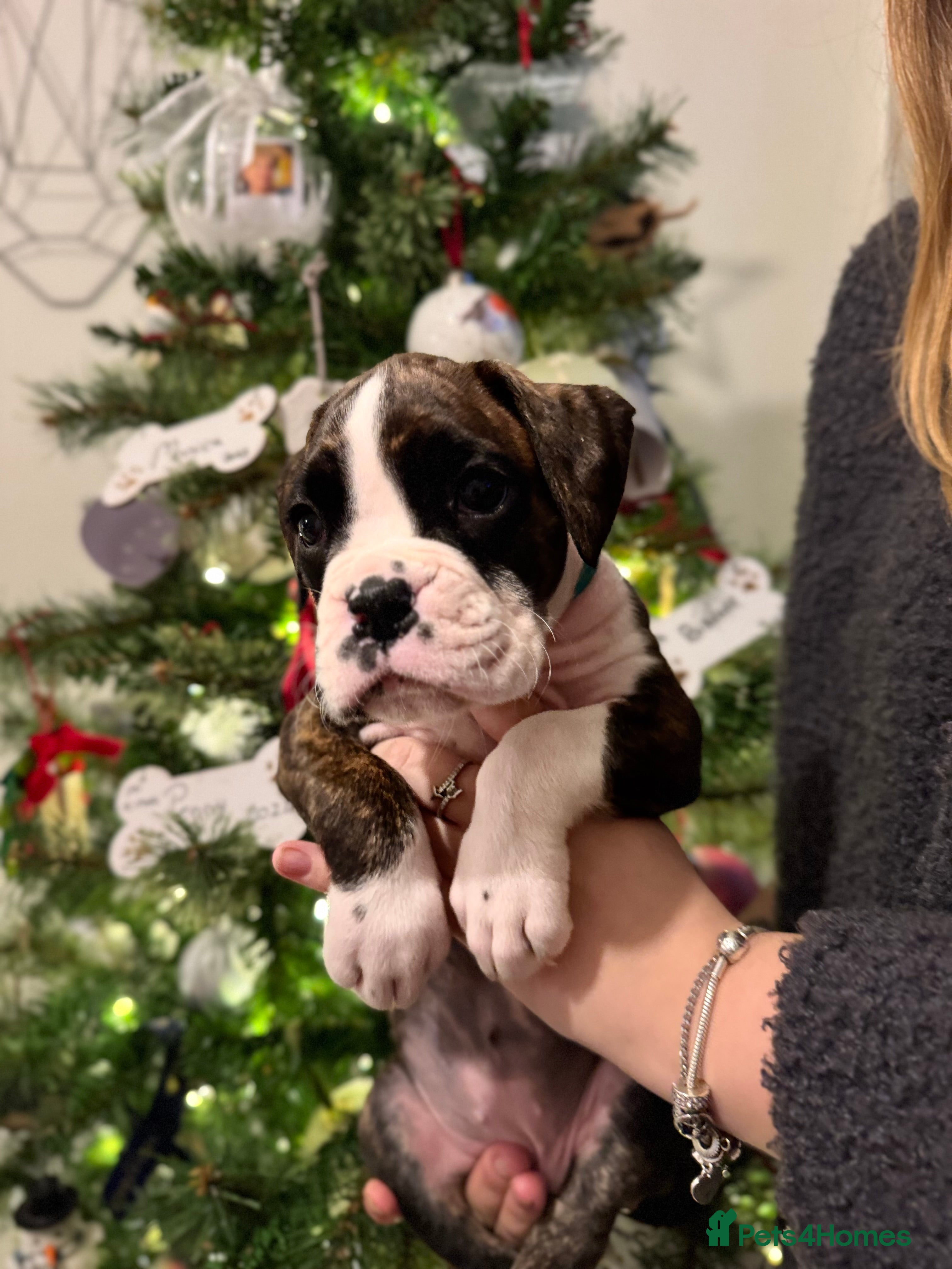 Boxer dogs Boxer Puppies READY TO LEAVE NOW - Advert 8