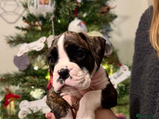 Boxer dogs Boxer Puppies READY TO LEAVE NOW - Advert 3